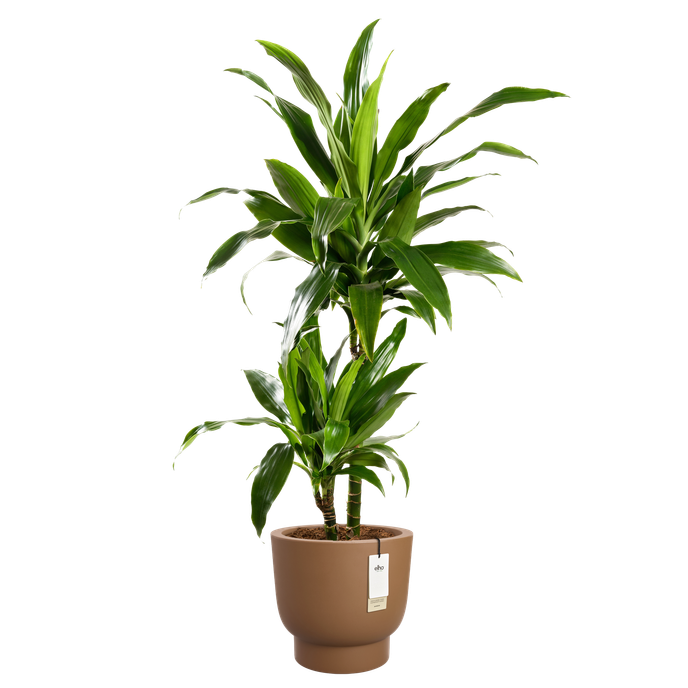 amber grail 40cm karamel